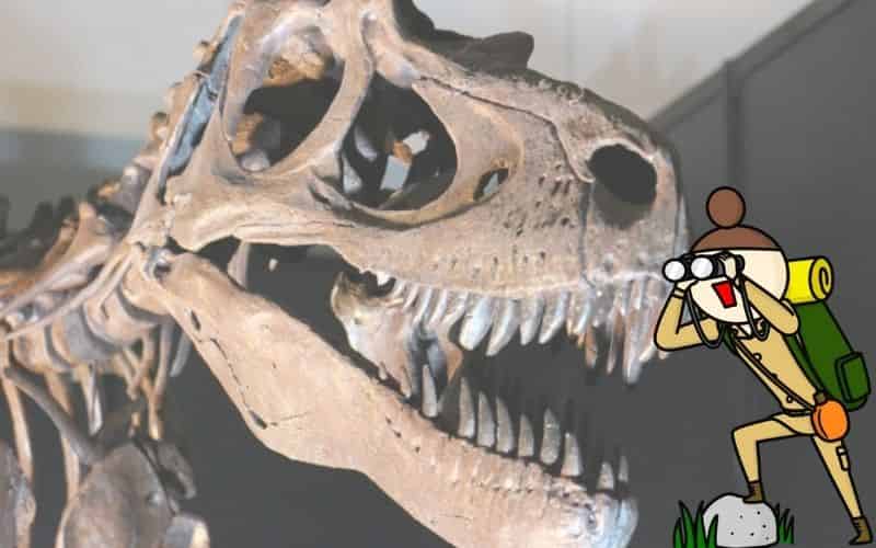 恐竜好きは古生物学者になる